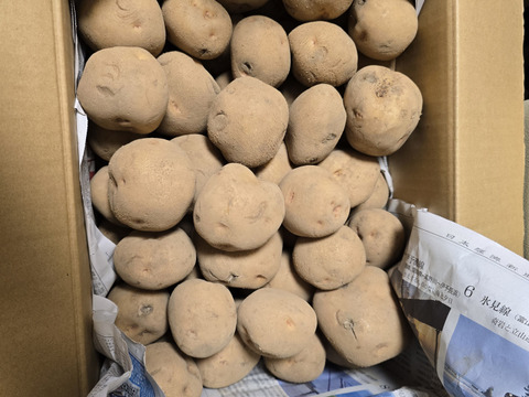 【「ニノさん」にて紹介されたお芋】訳ありじゃがいも　キタアカリ　10㎏