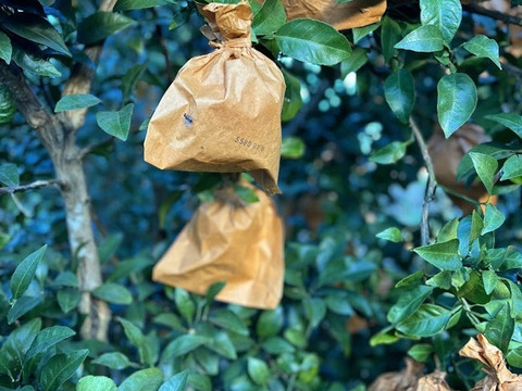 ＜期間限定＞摘果不知火　5kg／料理・ドリンク・加工用に最適！