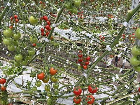 『訳ありA品・アイコ♪』1kg箱:ヘタあり・ヘタ無しランダム♪ちょうどいい酸味と甘味あり満足