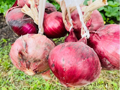 吊るして保存できるようにお届け‼️赤玉ねぎ5キロ入‼️