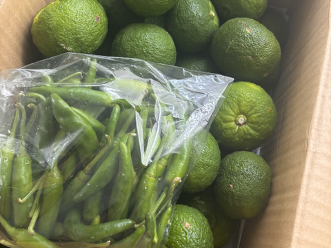 手作りゆず胡椒セット！！青ゆず4㎏＋青唐辛子400g：高知県産の野菜