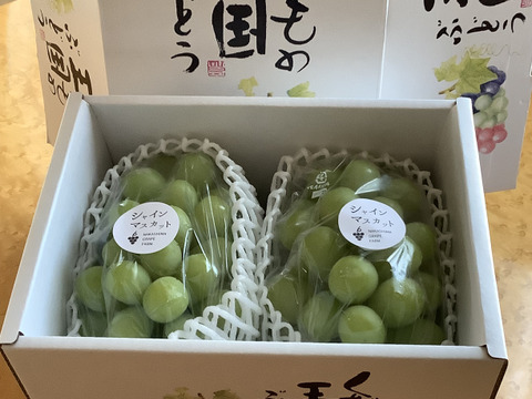夏ギフト】 エメラルドグリーンの輝き！矢掛町産シャインマスカット2房