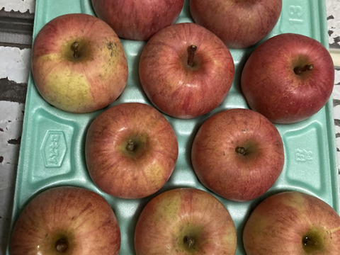 蜜入りチェック済！小玉3キロ13玉葉取らず農薬半減栽培樹上完熟サンふじ　蜜ライトにて光を通すかチェックします！　りんご