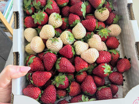 たっぷり！紅白いちご『古都華&天使のいちご』特別栽培農産物　1kg(1箱)　ジャムやジュースに！　朝採り！農薬削減栽培！