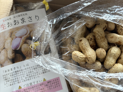 【旬物】ぷりぷり大粒！千葉県産おおまさり2kg 食べ応えバツグンのジャンボ落花生！