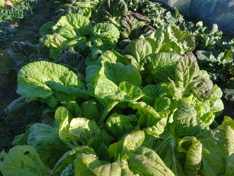 高菜漬けなどに。香りよい赤高菜・3㎏ 。   生うこん（ターメリック）のおまけつき🎵