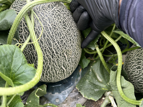 【完熟収穫】追熟の必要がないペルルメロン1玉