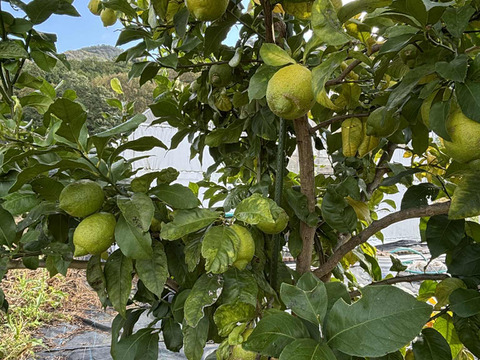 自然栽培グリーンレモン（ビラフランカ）【限定出荷】