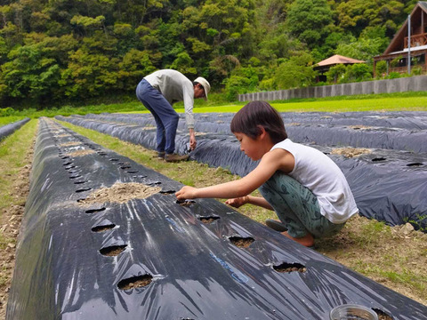新生姜と丸オクラのセット【農薬・化学肥料 不使用】