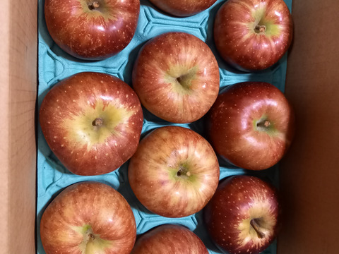 今季最終プライスダウン！！加工用りんご🍎小玉ゴロ詰め