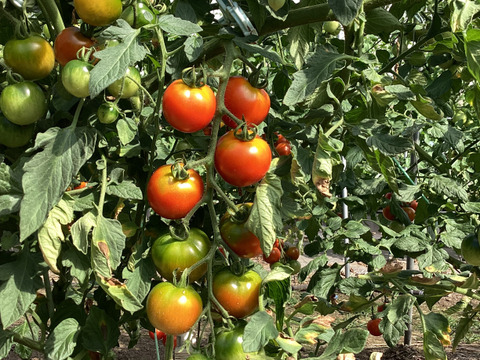 【夏ギフト】カラフルミニトマト食べ比べセット　1.5kg