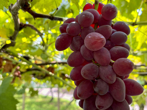 サニールージュ2房