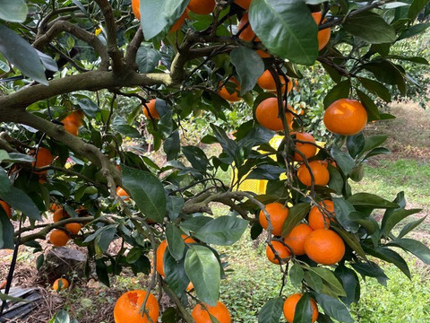 新食感！極甘！の希少品種　樹上熟成「木村早生」10㌔S〜Lサイズ混合