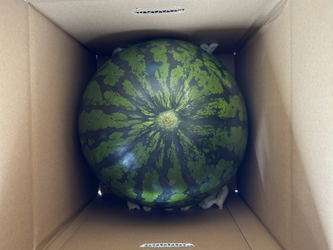 シャリっと食感　大玉スイカ(8kg〜9kg)