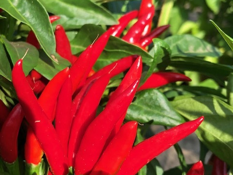 今の時期だけ！　農家自慢の生の赤唐辛子　採れたて新鮮　150g以上お入れしてお届けいたします。