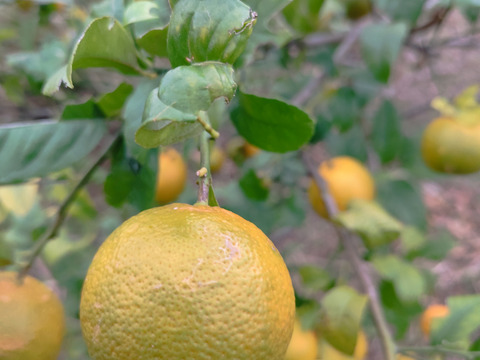 数量限定！希少品種の赤れもん(３kg)✿果皮や果肉が赤い珍しい国産レモンです🍋