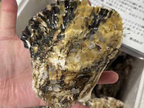 【1割増量！】身入りピーク　京丹後・久美浜産　殻付き牡蠣［加熱用］ 4kg（40個前後）→4.4kg(4月中旬まで)