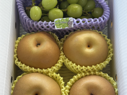 【朝どれ】　まるせい果樹園のぶどうと梨の詰め合わせ　おまかせ　格外　訳アリ　小玉　粒売り　2k箱　nb1