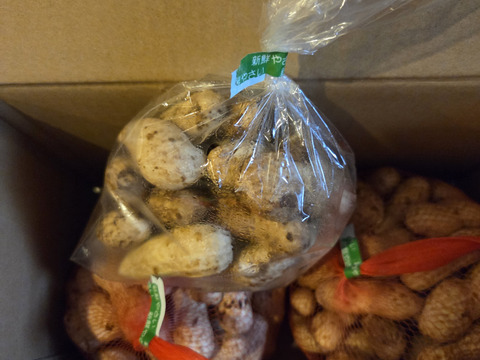 生落花生（おおまさり）（栽培中は農薬未使用） 今シーズン最後の収穫