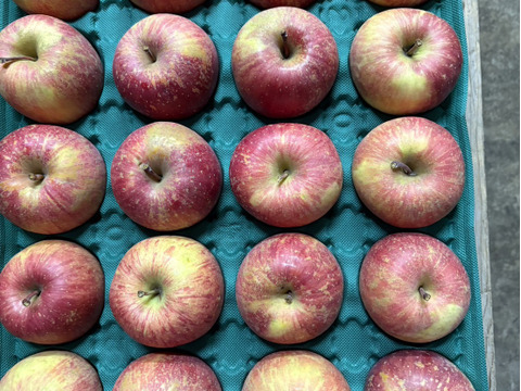 ”お得” 果汁たっぷり特別栽培りんご「サンふじ」（家庭用訳あり・5㎏）