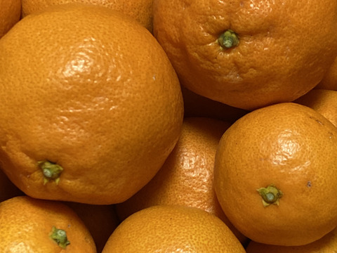 樹になったまま年を越し２月収獲、超熟早生みかん   いろんな形いろいろ大きさ８ｋｇ入り