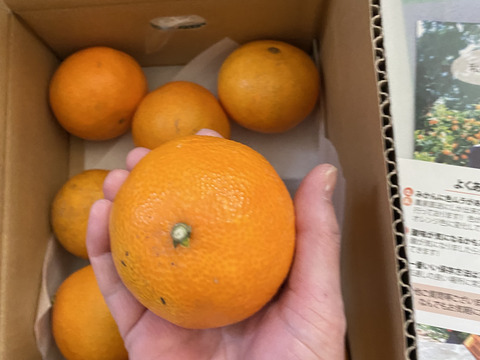 まるで天然ゼリー！まどんな（ご家庭用・2㎏）