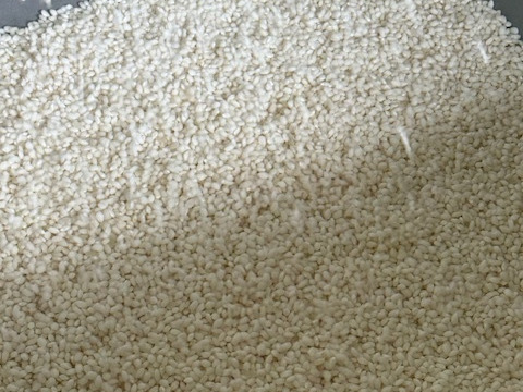 【令和7年産 新米】もち米　養父市産　蛇紋岩栽培「マンゲツモチ」白米10ｋｇ　 数量限定