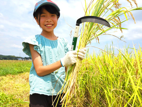 新米 コシヒカリ 玄米 真空パック５ｋｇ