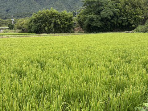 うまい！【令和8年度】農家直送 熊本県産ヒノヒカリ 新米 農薬化学肥料