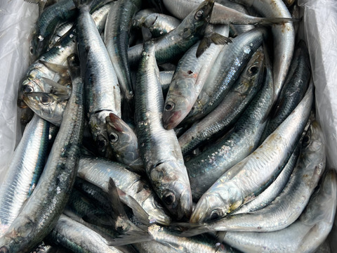 秋田県産　マイワシブロック　9kg 急速冷凍