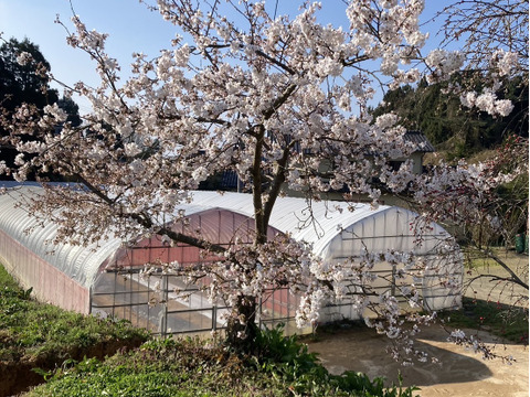 〈人気品種〉旨みたっぷり！ほれまるミニトマト　1.5kg