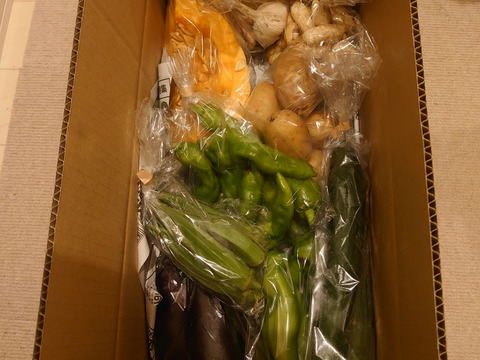 Mサイズ ＊旬野菜セット(約8~9品)【農薬：栽培期間中不使用】