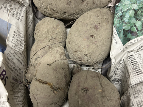 サツマイモ2Kg。皮のキズなど訳アリ品‼️
食べらたホクホク❣️ネットリ甘い品種も❣️除草剤不使用！『シルクスウィート』『紅はるか』『紅あずま』大きさ色々食べ比べ