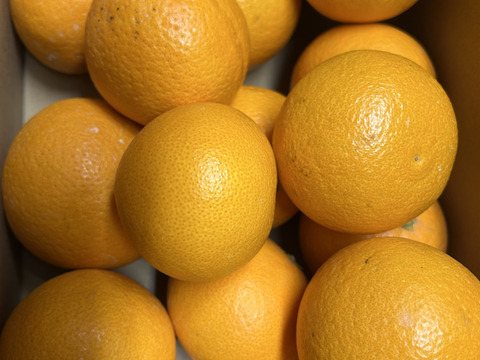 【今が旬】果汁たっぷり和歌山県産清見オレンジ！訳あり4kg