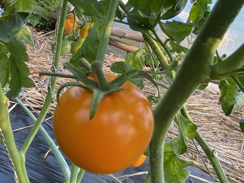 【完全通年農薬・化学肥料・動物性堆肥不使用】完熟トマト！色んな種類のこだわり自家採種（1Kg）