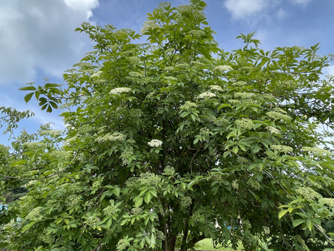 エルダーフラワー 600g  自然農栽培 5月半ばからご予約順に順次発送いたします。
フラワーウォーターフラワーコーディアル、シロップなどに。