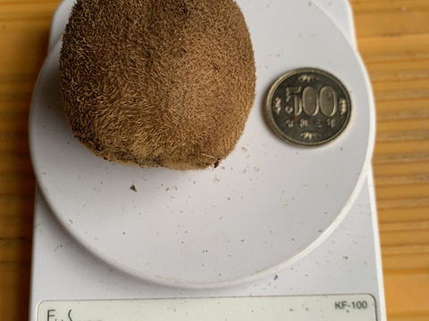 【10％増量中】えっ！これがキウイ？ あま〜い〈みつばちキウイ®〉家庭用 500g+50g（6～11個）農薬・化学肥料不使用