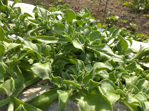 【まとめ買い用】アイスプラント 一本