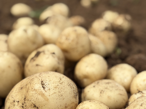 デジマ｜ホクホク旨味あふれる新じゃが　皮ごと食べられる島じゃがいも　２kg