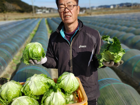 淡路島レタス、２玉