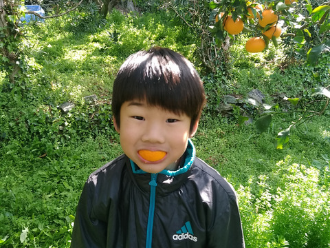 愛媛の顔！伊予柑！（訳あり・5kg）