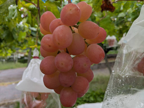 📺フジ「サン！シャイン」で紹介📺幻の牧丘天空サンシャインレッド🍇すでに1年待ち早い者勝ち！雲海を見下ろす標高約1000m天空ブランド【敬老の日ギフト】【朝どれ高級ぶどう】2026年9月中旬～順次発送