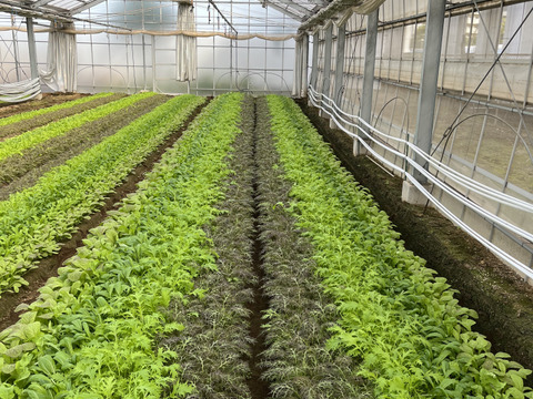 洗ってお皿に盛り付けるだけの『サラダセット』50g×10袋