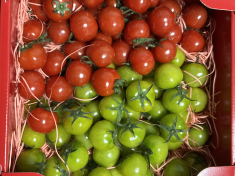 Ⓧ1.2kg《春だ！旬だ！プチぷよだ！》プチぷよ＆プチぷよグリーン《春の陣》