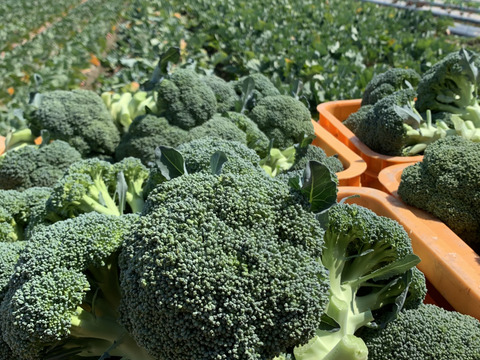 淡路島からのブロッコリー5株🥦　特別栽培農産物