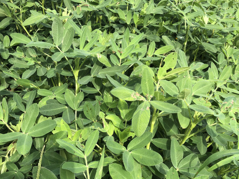 おおまさり生落花生2kg (数量限定)※農薬化学肥料不使用