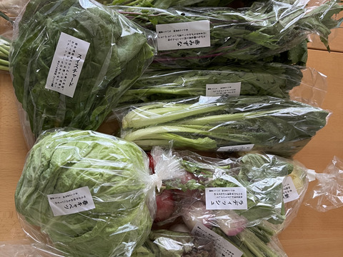 【旬のVEGE箱（Rサイズ）】土壌医＆有機農家がつくる！畑の「今」を箱いっぱいにつめこんだ野菜セット（約11〜12品種）