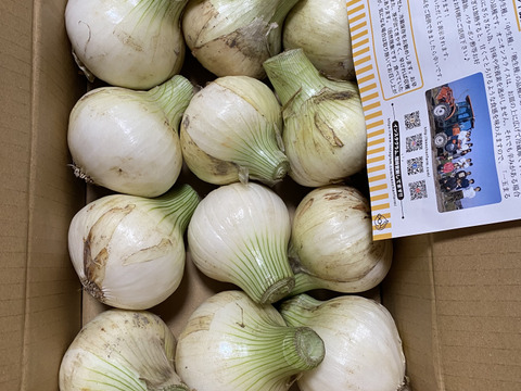 この時期だけしか食べられない♪淡路島新玉ねぎ「とろ甘・極早生種」３kg