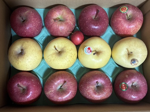 サンふじ＆金星　家庭用　約３キロ　紅白りんごの詰合せ　祝事やお正月に