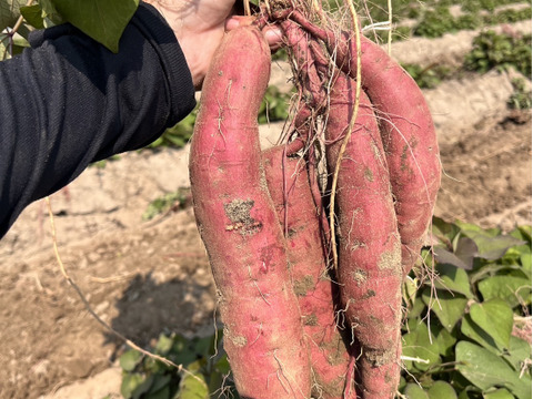 【年末感謝セール】熟成1ヶ月極甘(紅はるか)土付き5㎏～